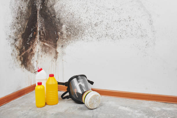 Best Mold Remediation Services  in San Dimas, CA