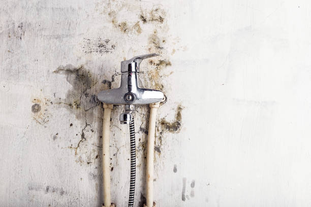 Reliable San Dimas, CA Mold Removal Solutions