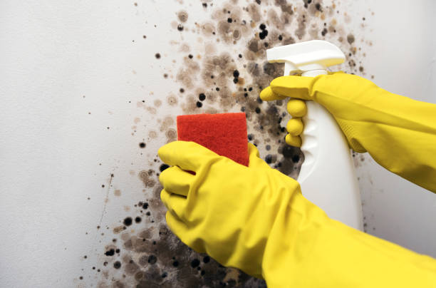 Best Professional Mold Removal  in San Dimas, CA